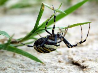 обои Большой паук на траве фото