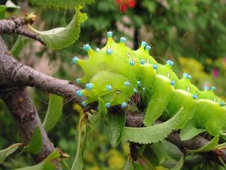 обои Зеленая гусеница с голубыми украшениями фото