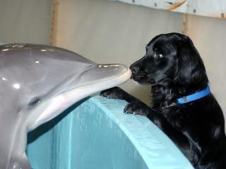 обои для рабочего стола: Собака и  дельфин,   встреча