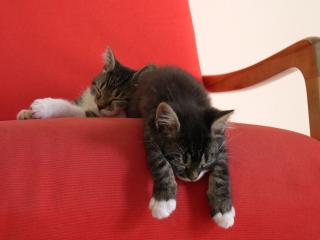 обои Котята двое спят на  кресле фото