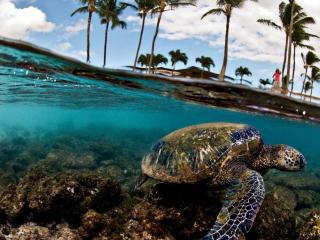 обои Мир морской черепахи фото