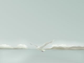 обои Белая чайка над морем фото