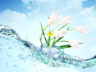 обои Белые тюльпаны,   волна,   вода и лед фото