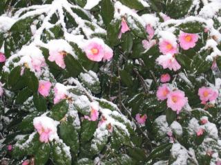 обои Зимние цветы Абхазии фото
