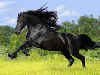 обои Черная лошадь фото