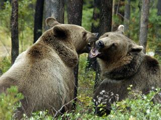 обои Два медведя фото