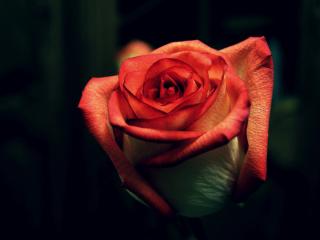 обои Бутон розы в темноте фото