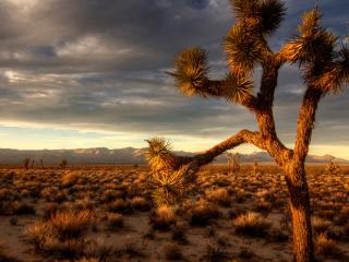 обои Прерия,   пустыня,   пустынное дерево фото