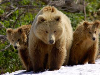 обои Тройка бурых медведей фото