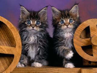 обои Два пушистых котёнка фото