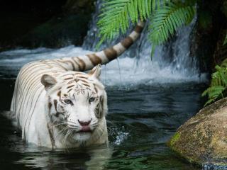 обои Белый тигр в воде у водопада фото