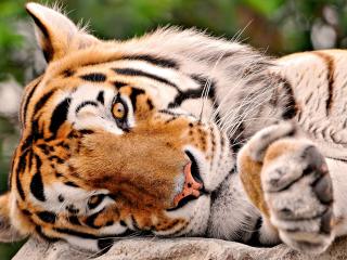 обои Мироудовлетворенный тигр фото