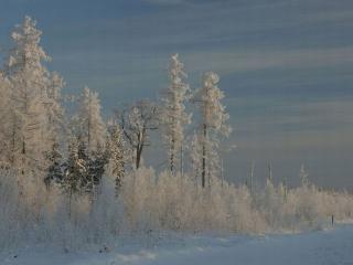 обои Зимнее небо и лес фото
