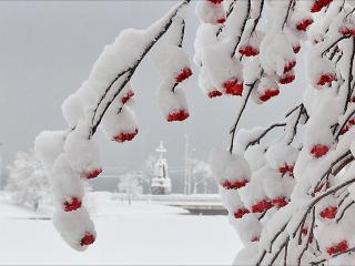 обои Рябиновая зима фото