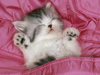 обои Котёнок в розовой постельке фото