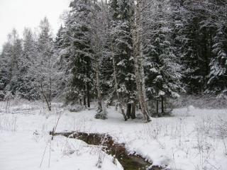 обои Зима, елки,   снег и ручеёк фото