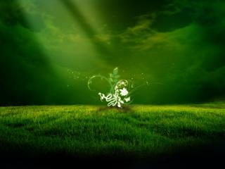 обои Магическое растение на зеленом поле фото