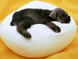 обои Уставший щенок на подушке фото