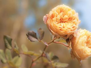 обои Дуэт персиковых роз фото