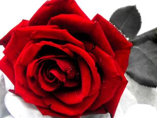 обои для рабочего стола: Красная роза в каплях росы
