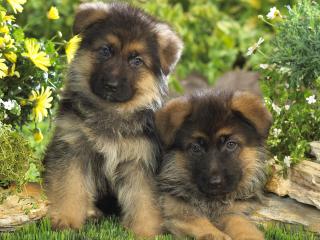 обои Два щенка и цветочки фото