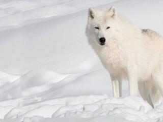 обои Белый волк и белый снег фото