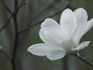 обои Белый цветок магнолии фото