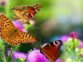 обои Бабочки собрались на сладком цветке фото
