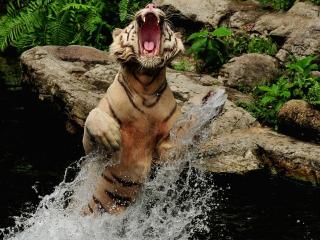 обои Тигр в воде с раскрытой пастью фото