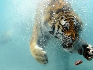 обои Тигр ныряльщик смелый фото