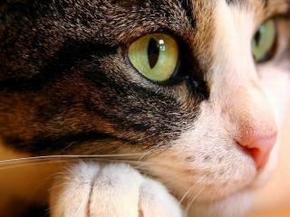 обои Кошка с зелеными глазами фото