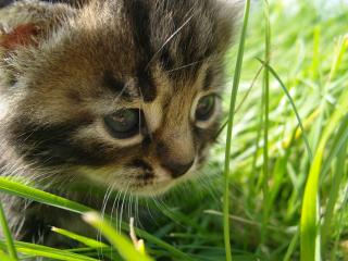 обои Маленький котенок в траве фото