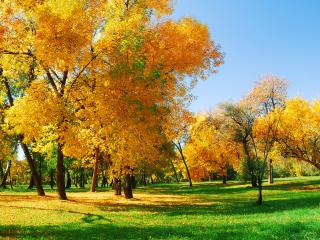 обои Деревья с желтой листвой и зеленая трава фото