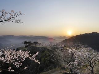 обои Японский закат,   весенняя сакура цветет фото