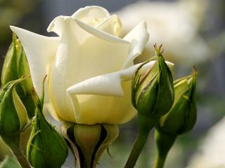 обои Белая роза с бутонами фото
