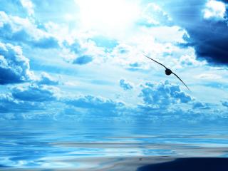 обои Синее небо над морем и чайка фото