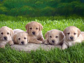 обои Пять щенков на траве фото