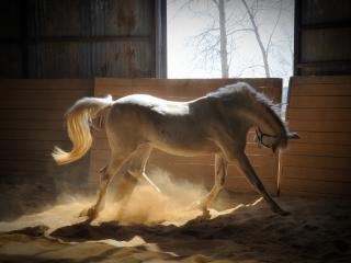 обои Лошадь белая нашла лучик света фото