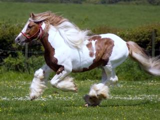 обои Мохнатый конь радуется весенней погоде фото