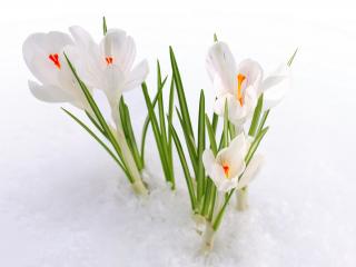обои Бутончики первоцвета белого на снегу фото