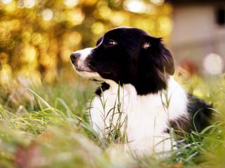 обои Черно-белый пес в траве фото
