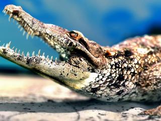 обои Крокодилья пасть и зубы фото