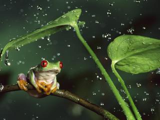 обои Лягушка спряталась под листиком от дождя фото