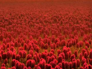 обои Ковровое поле тюльпанов красных фото