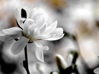 обои Магнолии белый цветок фото