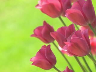 обои Салатовый фон с яркими тюльпанами фото