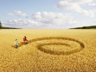 обои Догонялки в пшеничном поле фото