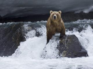 обои Медведь гризли на водопаде фото