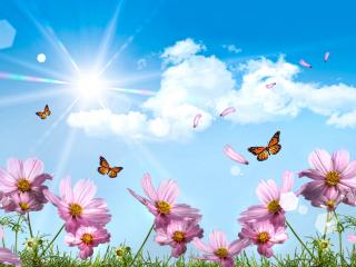 обои Бабочки и цветы в солнечных лучах фото