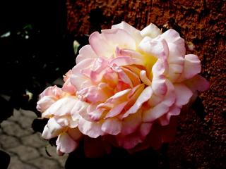 обои Роза чайная-садовая фото
